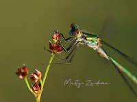 Pantserjuffers [Lestidae]